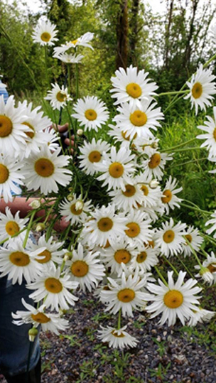 Cut Oxeye Daisy